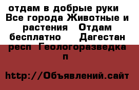 отдам в добрые руки - Все города Животные и растения » Отдам бесплатно   . Дагестан респ.,Геологоразведка п.